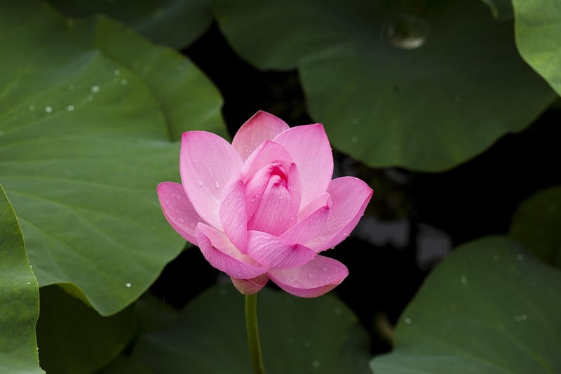 Lotus Position Meditation